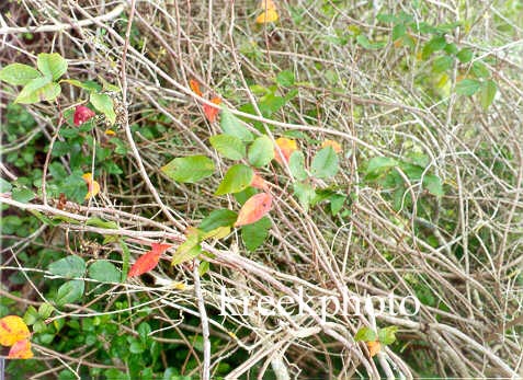 Rhus radicans