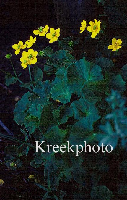 Caltha palustris
