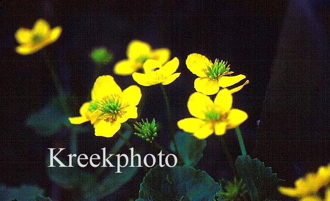 Caltha palustris