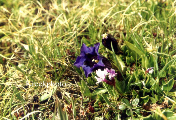 Gentiana acaulis