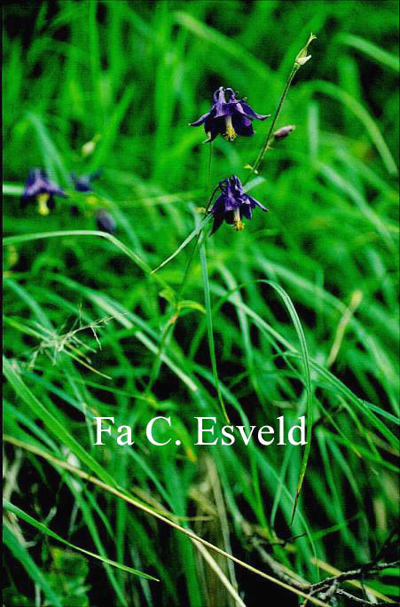 Aquilegia vulgaris