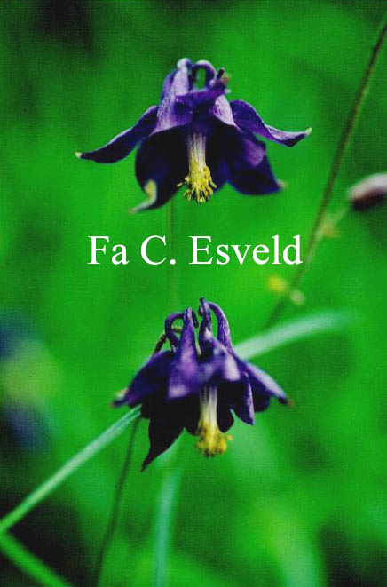 Aquilegia vulgaris