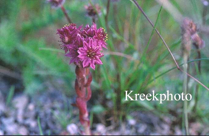 Sempervivum tectorum