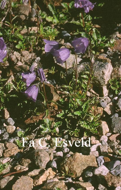 Campanula cochleariifolia