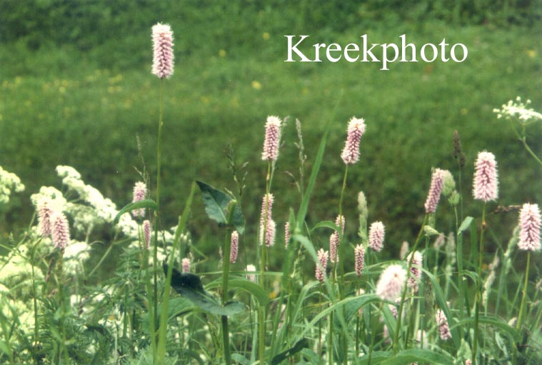 Persicaria bistorta