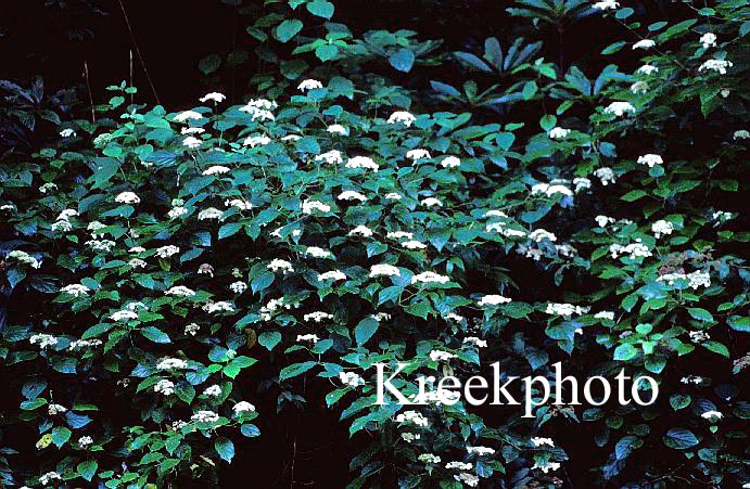 Hydrangea arborescens