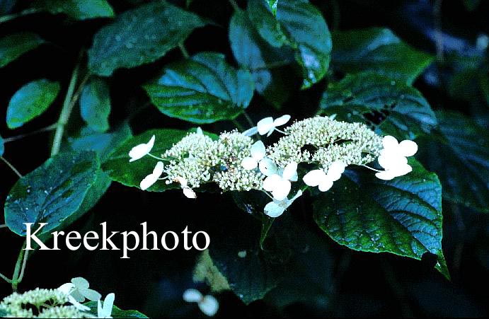 Hydrangea arborescens