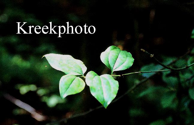 Cornus alternifolia