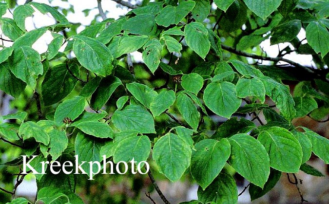 Cornus florida