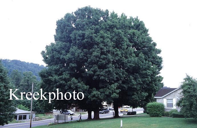 Acer saccharum