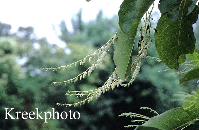 Oxydendrum arboreum