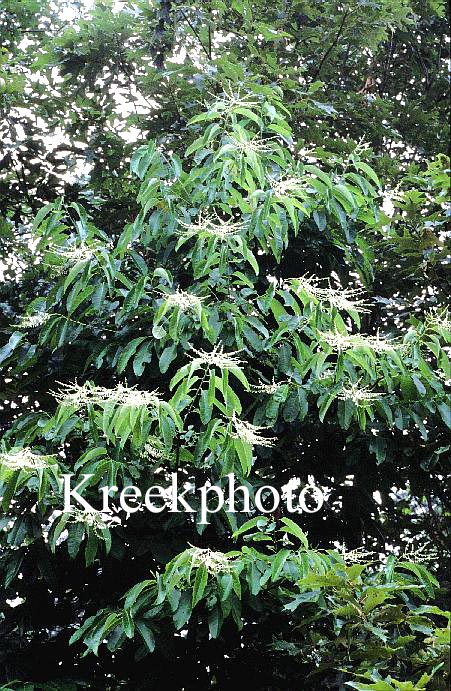 Oxydendrum arboreum