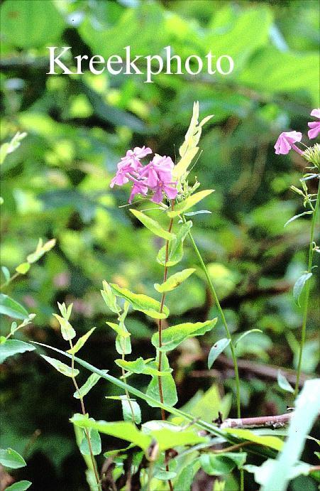 Phlox paniculata