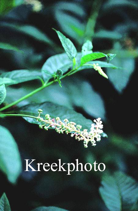 Phytolacca americana