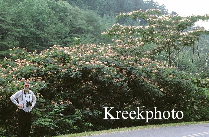 Albizia julibrissin