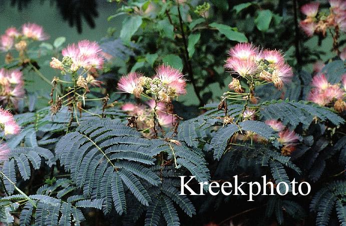 Albizia julibrissin