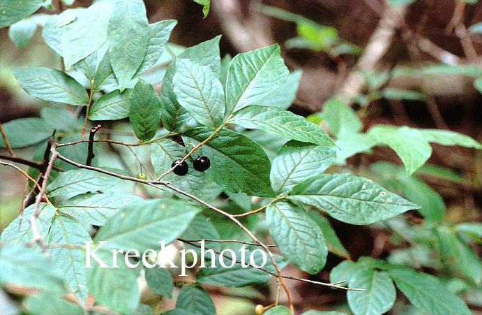 Prunus serotina