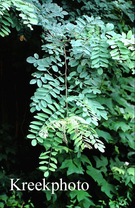 Robinia pseudo-acacia