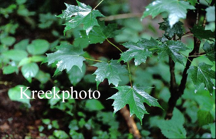 Acer saccharum