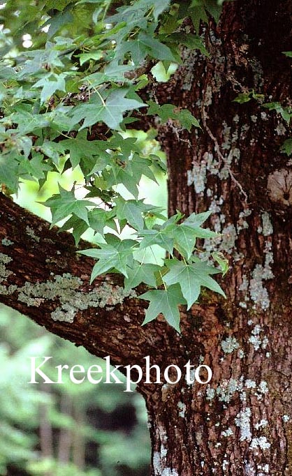 Liquidambar styraciflua