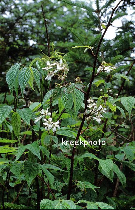 Rosa multiflora