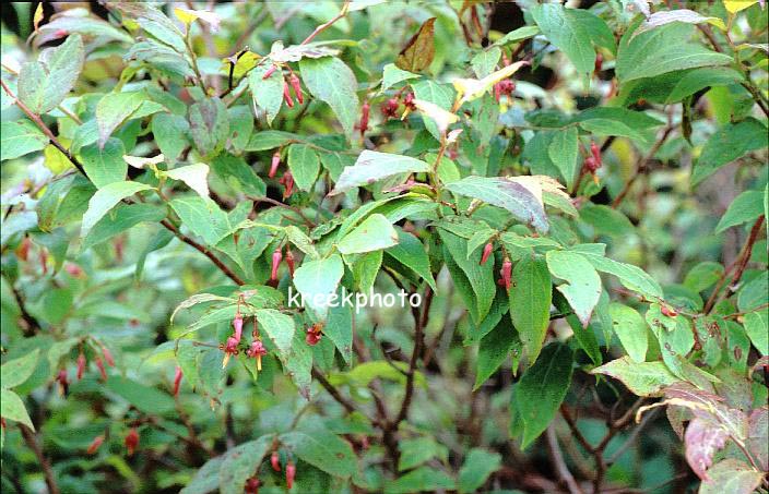 Vaccinium erythrocarpum