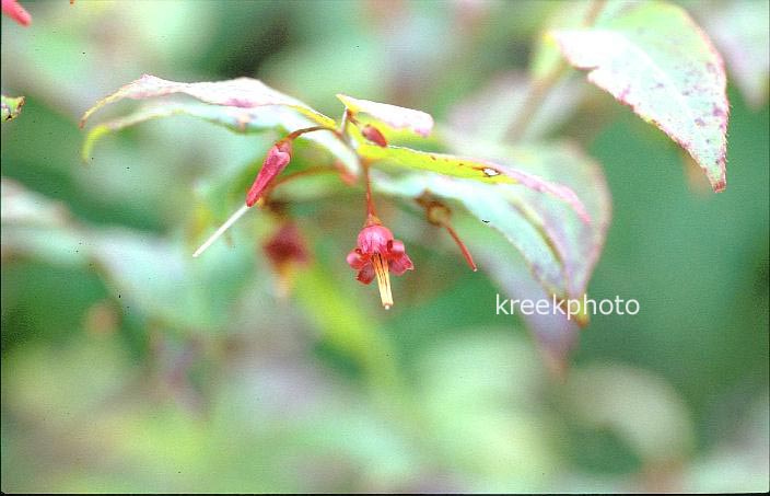 Vaccinium erythrocarpum