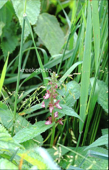 Plantentuin Esveld