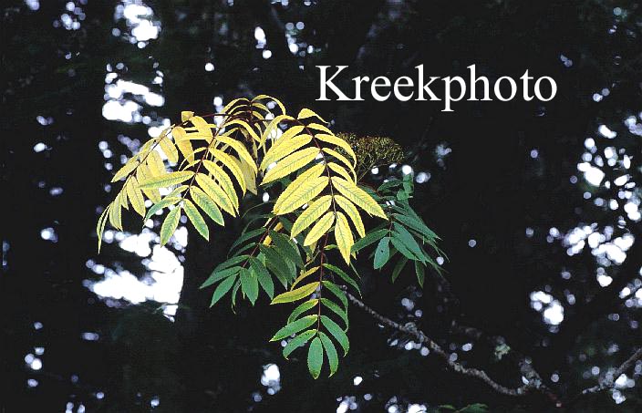 Sorbus americana