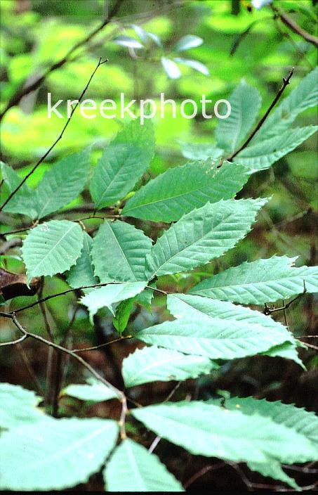 Castanea pumila