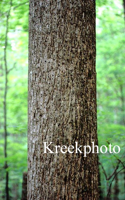 Liriodendron tulipifera