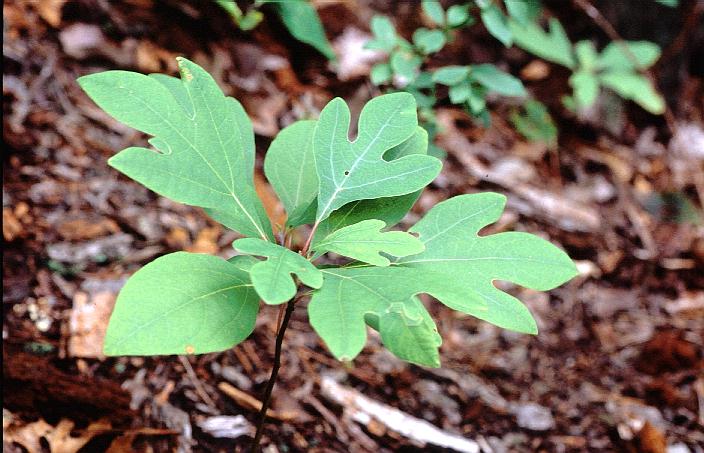 Sassafras albidum