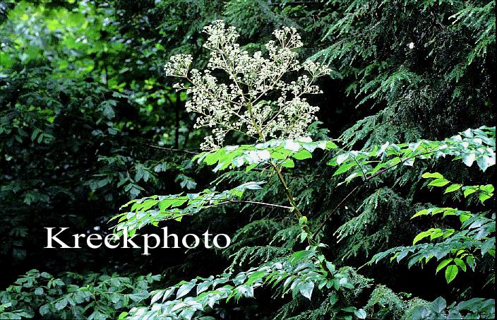 Aralia spinosa