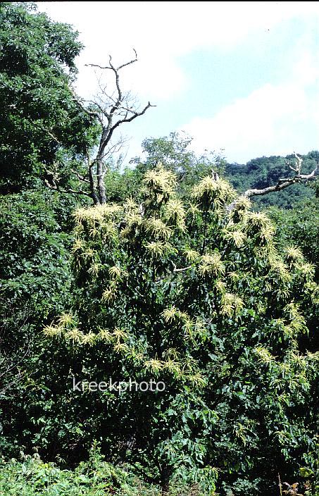 Castanea pumila