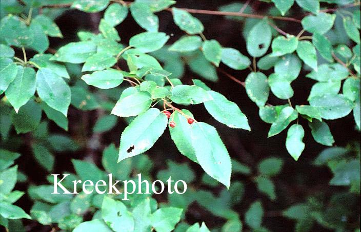 Prunus serotina