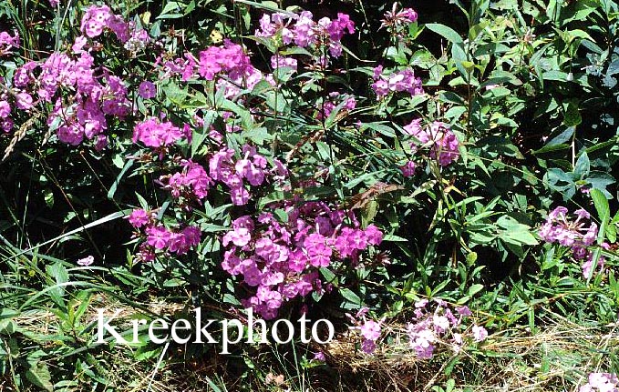 Phlox paniculata