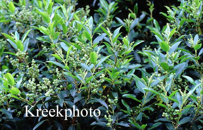 Pieris floribunda