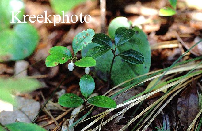 Gaultheria procumbens