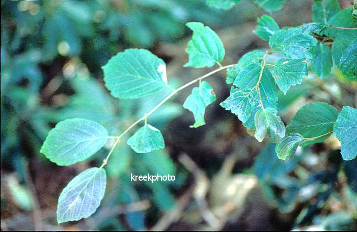 Alnus serrulata
