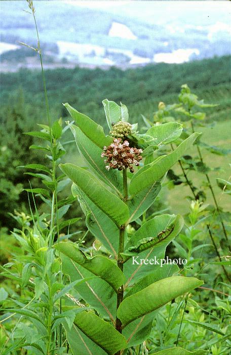 Asclepias syriaca