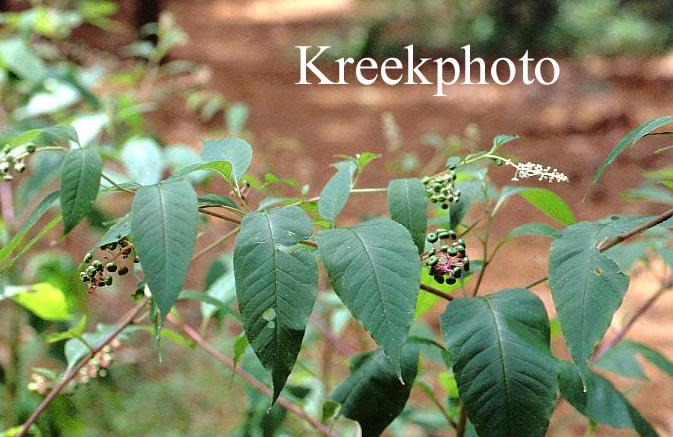 Phytolacca americana