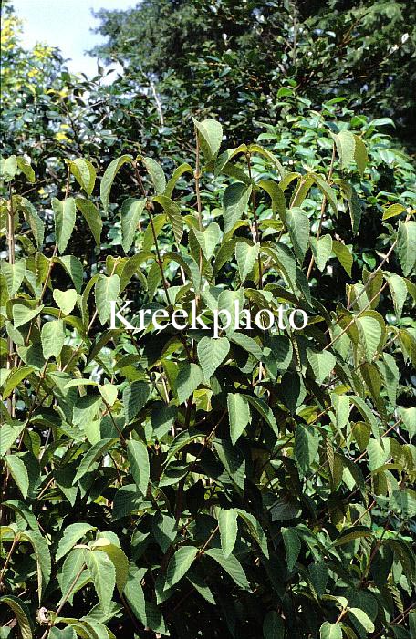 Viburnum erosum
