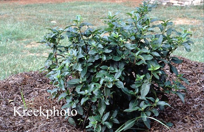 Viburnum tinus 'Spring Bouquet'