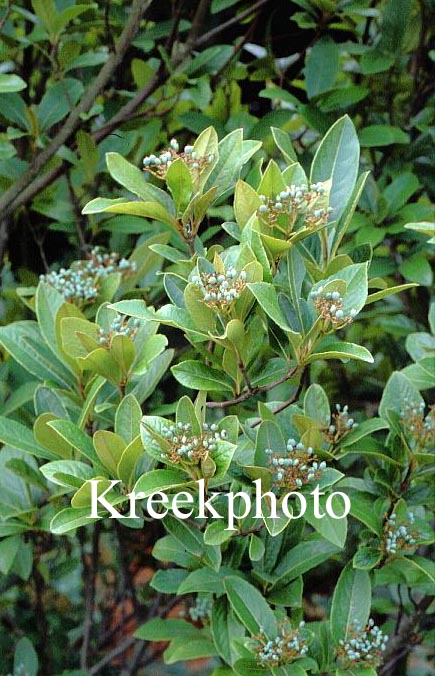 Viburnum nudum