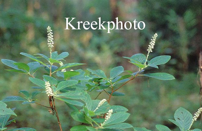 Clethra alnifolia