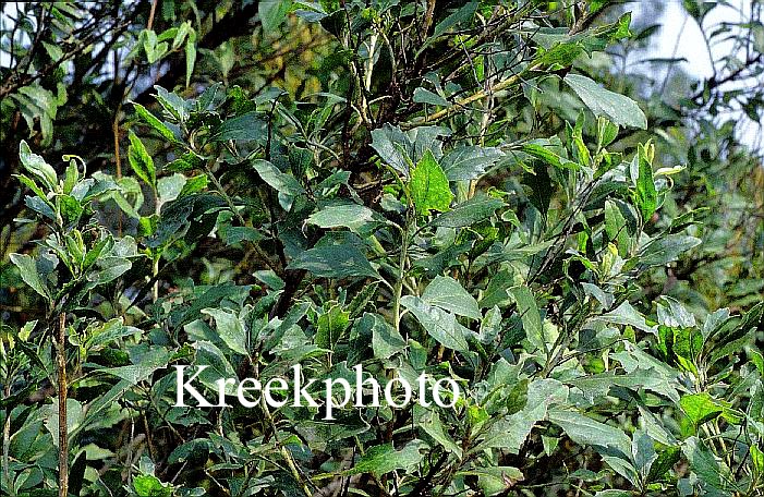 Baccharis halimifolia