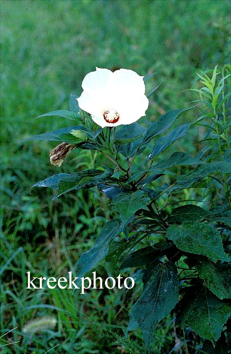 Hibiscus moscheutos