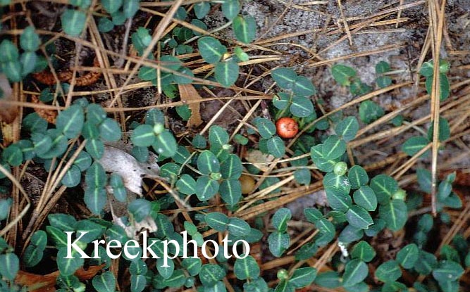 Mitchella repens