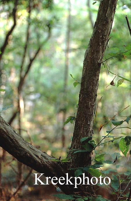 Ostrya virginiana