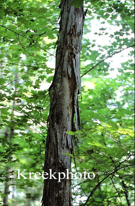 Carya ovata